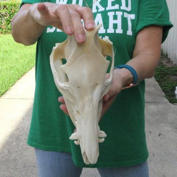 11" Wild Boar Skull 