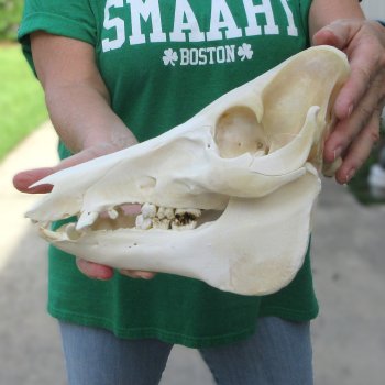 11" Wild Boar Skull 