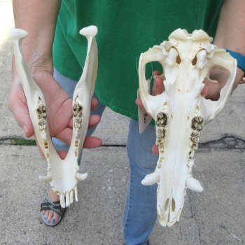 11" Wild Boar Skull 