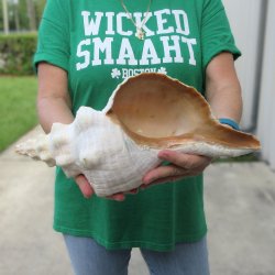 14 inch Horse Conch 