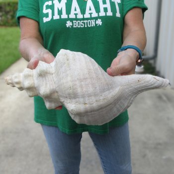 14 inch Horse Conch 