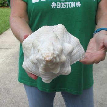 14 inch Horse Conch 