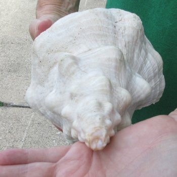 14 inch Horse Conch 