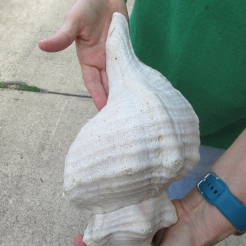 14 inch Horse Conch 