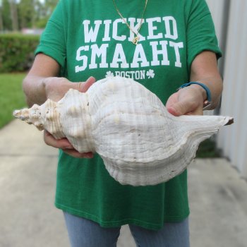 14 inch Horse Conch 