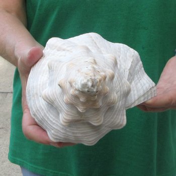 14 inch Horse Conch 