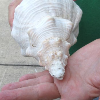 14 inch Horse Conch 