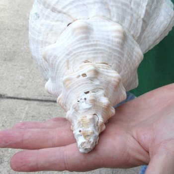 14 inch Horse Conch 