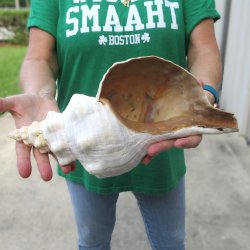 14 inch Horse Conch 