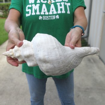 14 inch Horse Conch 