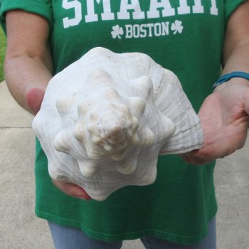 14 inch Horse Conch 