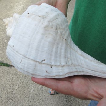 14 inch Horse Conch 