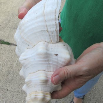 14 inch Horse Conch 