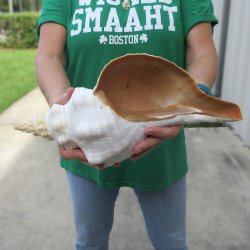 14 inch Horse Conch 