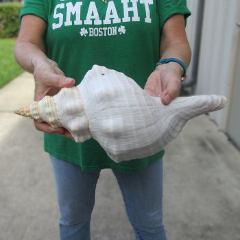 14 inch Horse Conch 