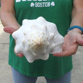 14 inch Horse Conch 