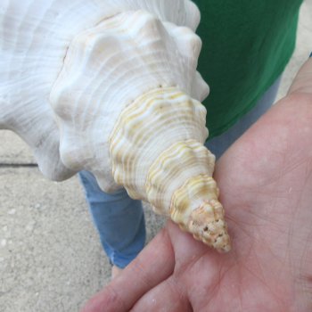 14 inch Horse Conch 