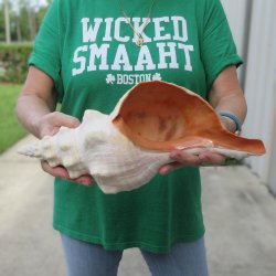 14 inch Horse Conch 