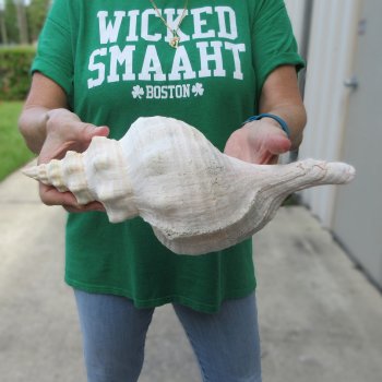 14 inch Horse Conch 