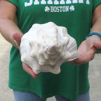 14 inch Horse Conch 