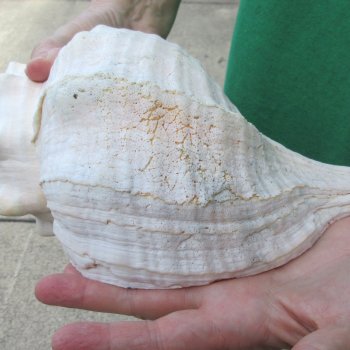 14 inch Horse Conch 
