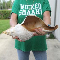 16 inch Horse Conch 