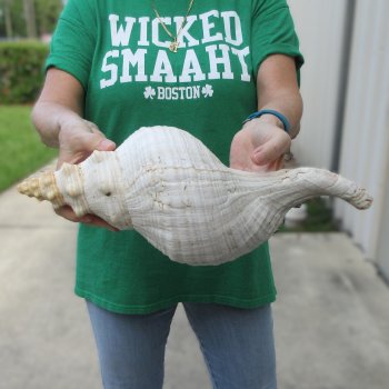 16 inch Horse Conch 