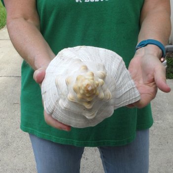 16 inch Horse Conch 
