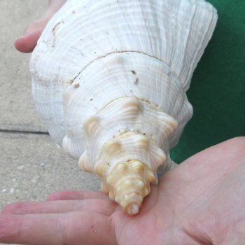 16 inch Horse Conch 