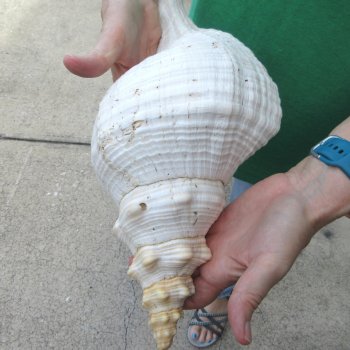 16 inch Horse Conch 