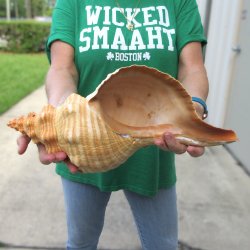 16 inch Horse Conch 