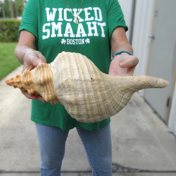 16 inch Horse Conch 