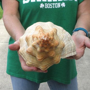 16 inch Horse Conch 