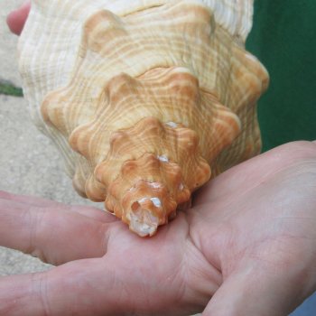 16 inch Horse Conch 