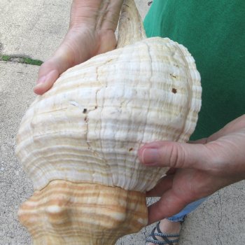 16 inch Horse Conch 
