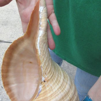 16 inch Horse Conch 