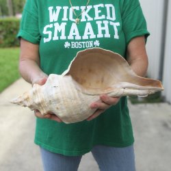 16 inch Horse Conch 