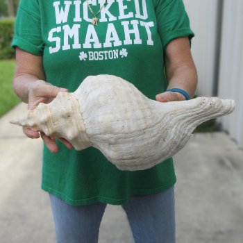 16 inch Horse Conch 