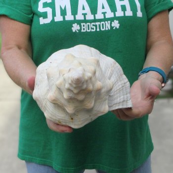 16 inch Horse Conch 