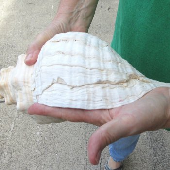 16 inch Horse Conch 