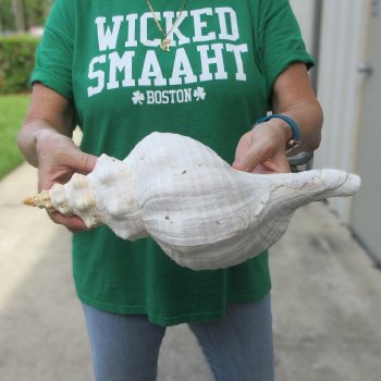 15 inch Horse Conch 
