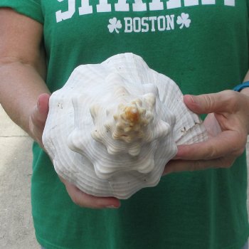 15 inch Horse Conch 