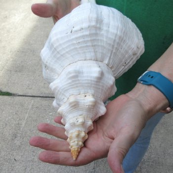 15 inch Horse Conch 