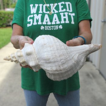 15 inch Horse Conch 