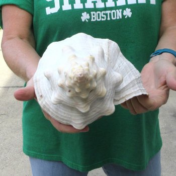 15 inch Horse Conch 
