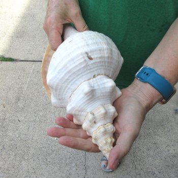 15 inch Horse Conch 