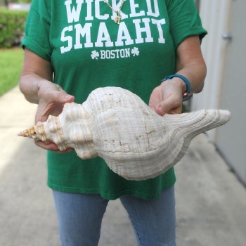 15 inch Horse Conch 
