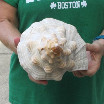 15 inch Horse Conch 
