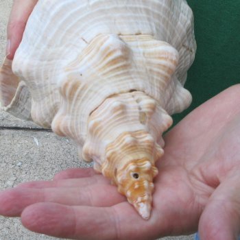 15 inch Horse Conch 