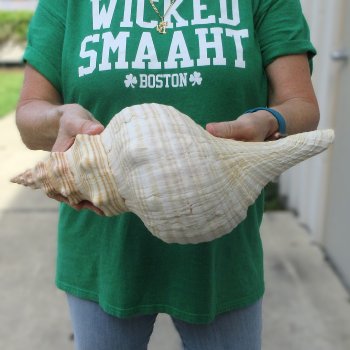 15 inch Horse Conch 